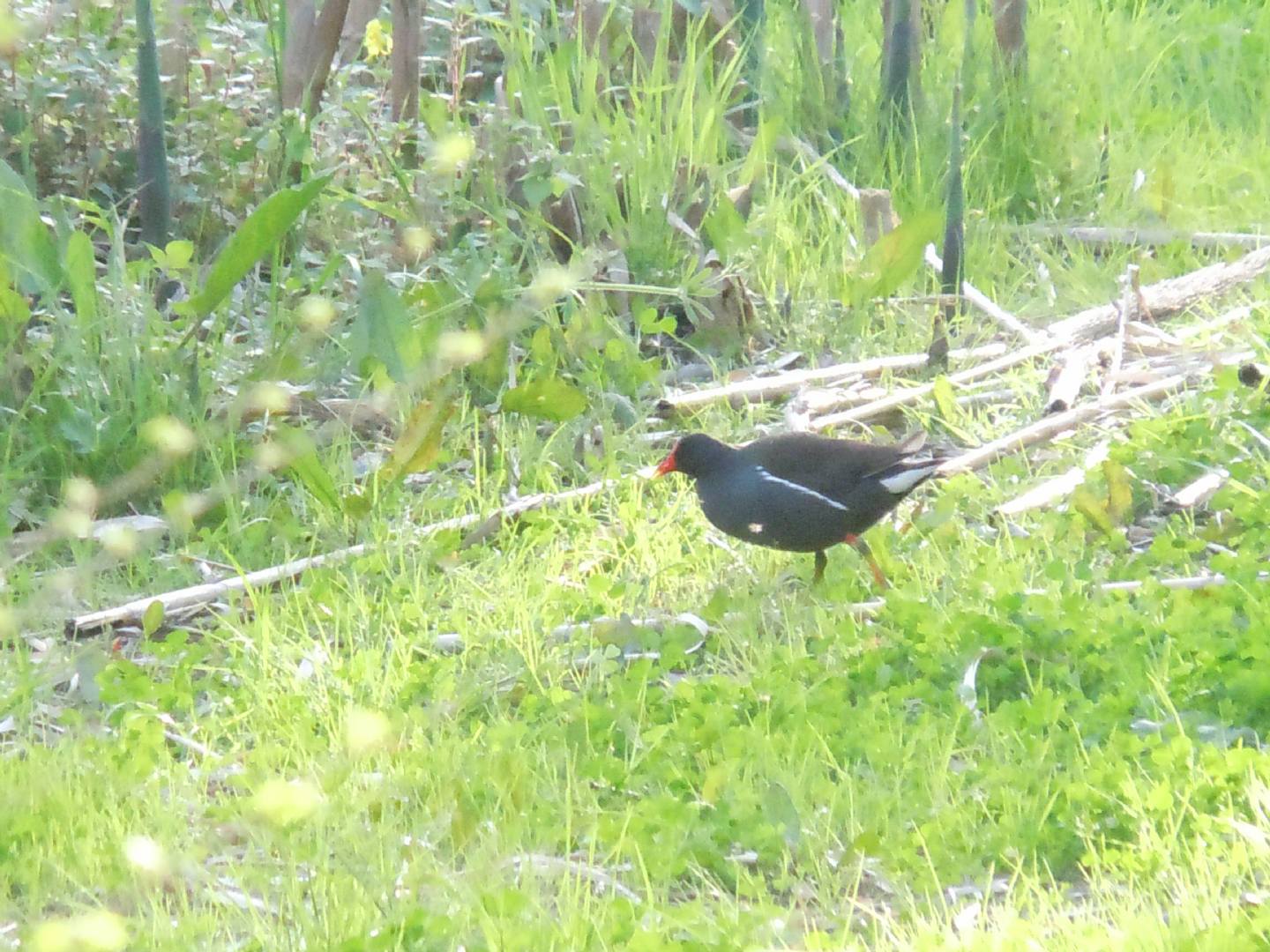 Gallinella d''acqua